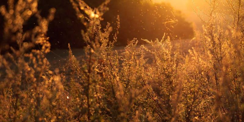 激光服务平台赋能工业升级：LIBS技术如何革新在线检测与元素分析